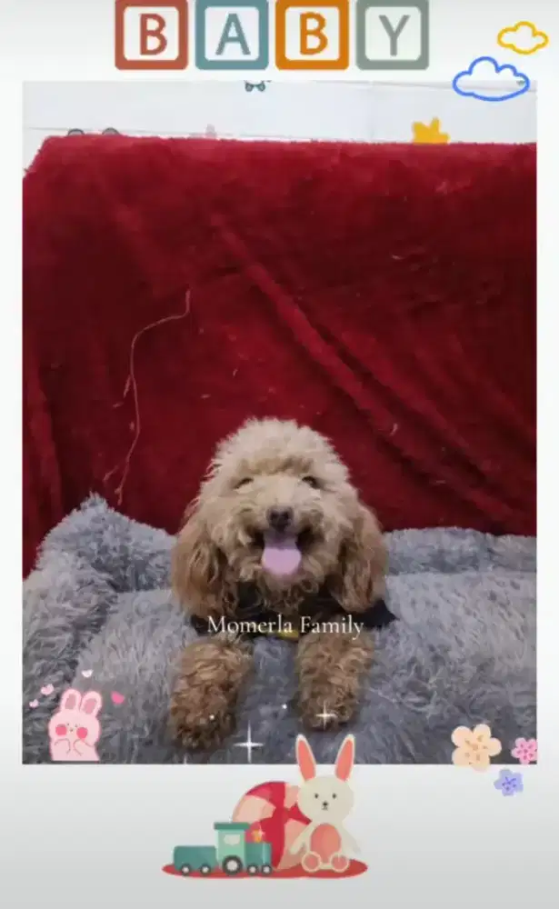 Poodle jantan STB perkin