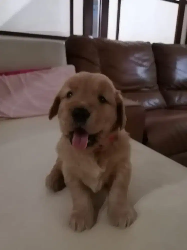 Anak Anjing Golden Retriever 2 bln