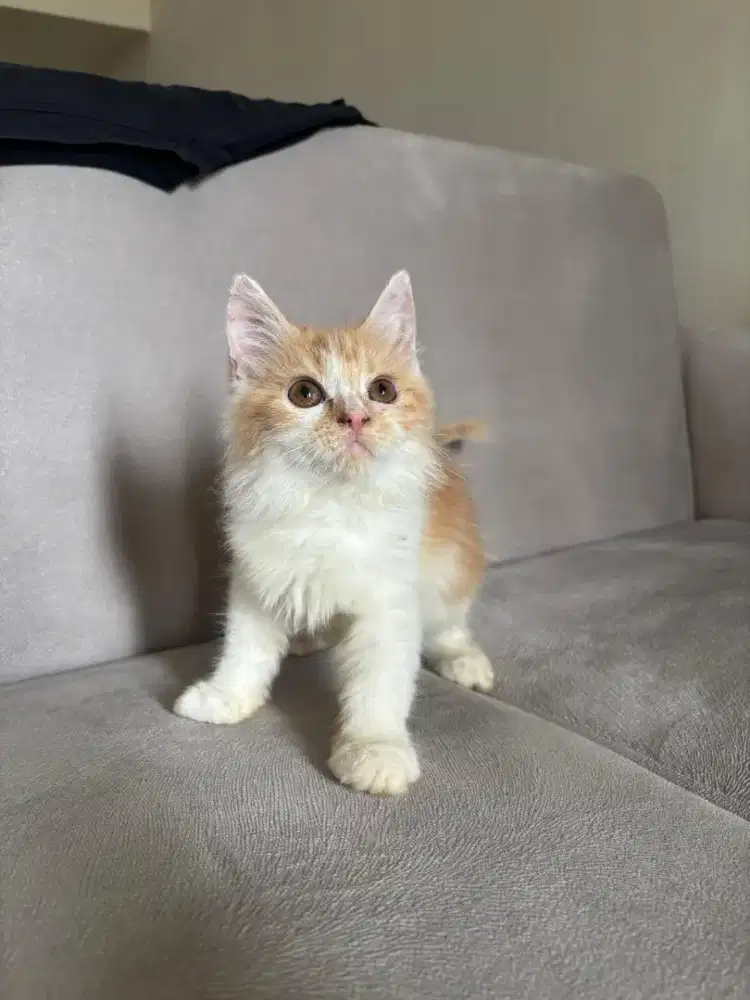 Kucing maincoon betina