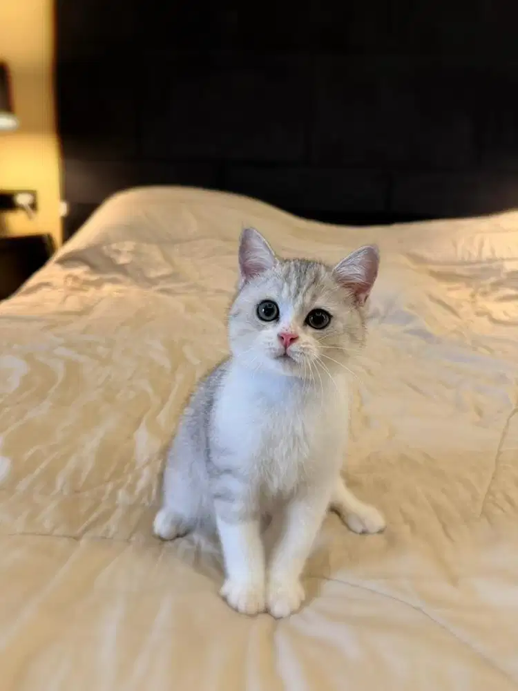 british shorthair bsh