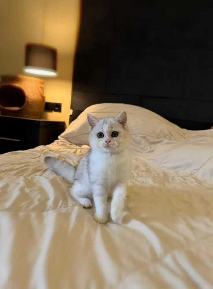 british shorthair bsh