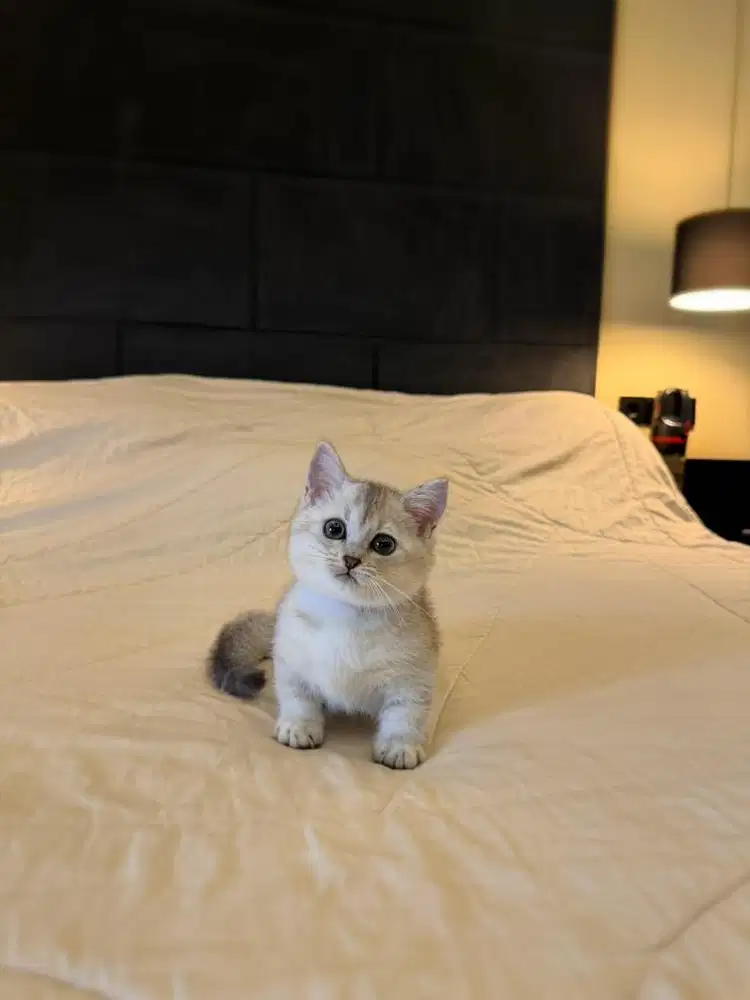 kucing munchkin cebol