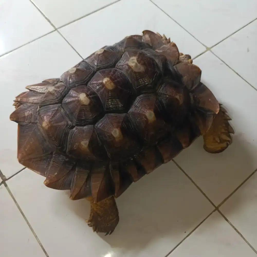 KURA KURA SURKATA UKURAN 40 CM