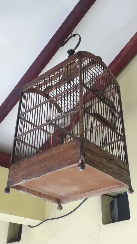 Kandang Ciblek atau Prenjak