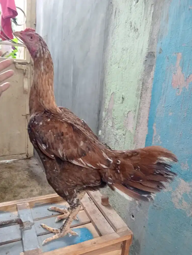 Ayam betina Bangkok main candak vdeo abaran ada