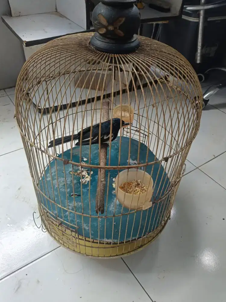 Kacer Malaysia Rajin Kurang jemur