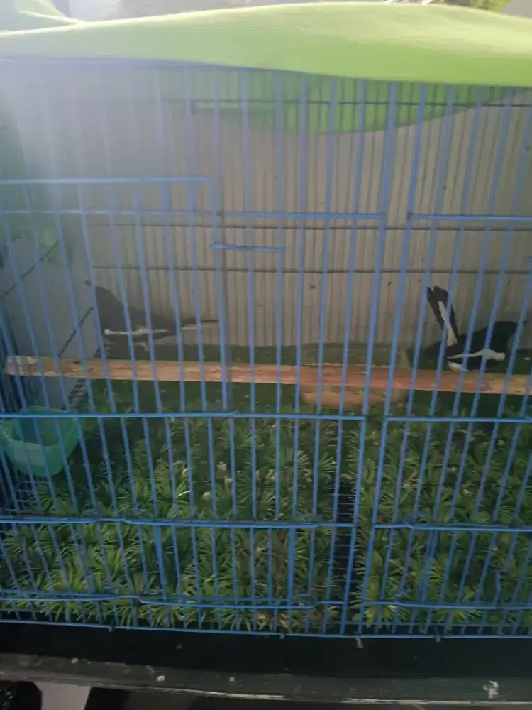 Kacer Jantan Kalimantan 2 Ekor