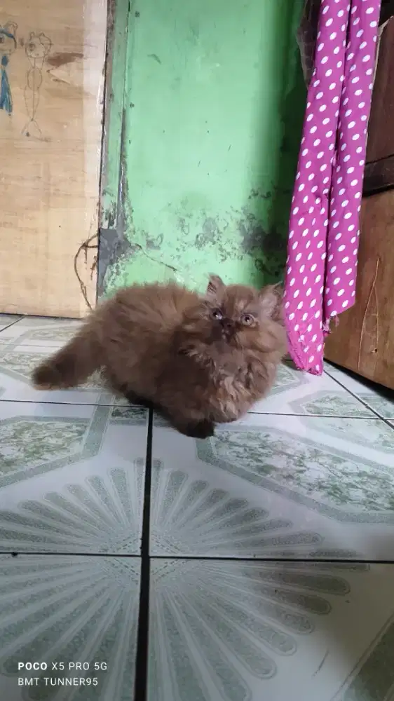 Munchkin minuet warna coklat cream