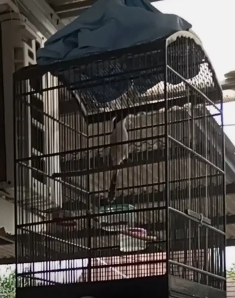 Cendet Gondrong Gacor