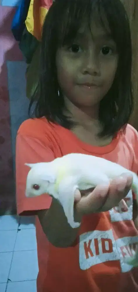 Sugar glider creamino betina