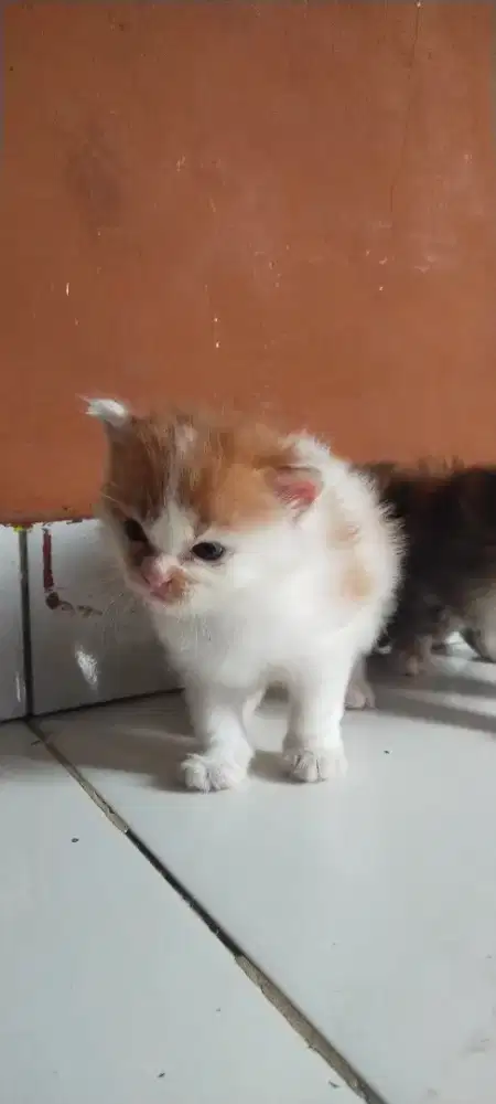 Lepas adopsi anak anggora sepasang (jantan+betina)