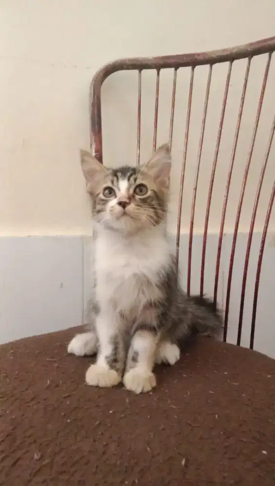 Kucing  Calico jantan umur 4 bln