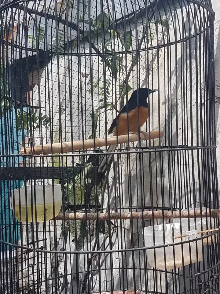 Muray pastol jantan ring