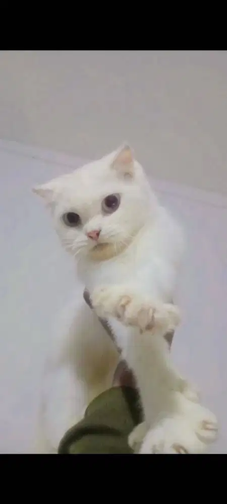 Scottish single fold