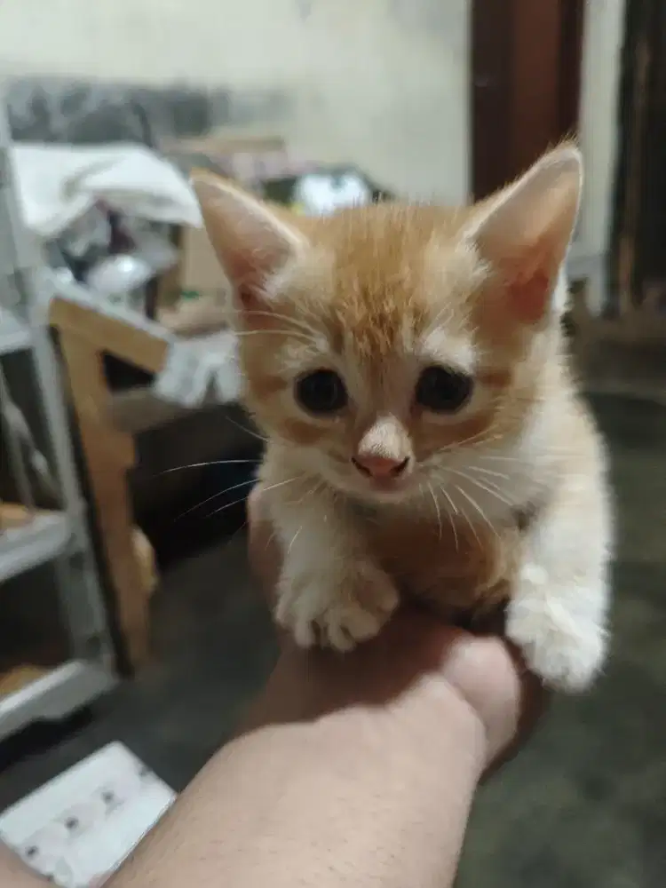 Kitten munchkin BSH X kinkalow