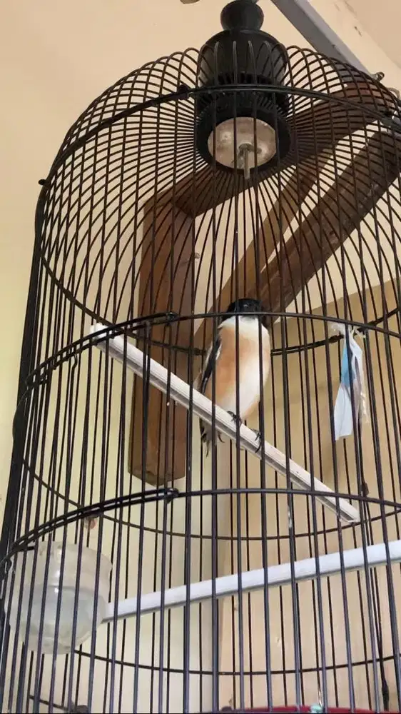 Sangkar cendet pastol