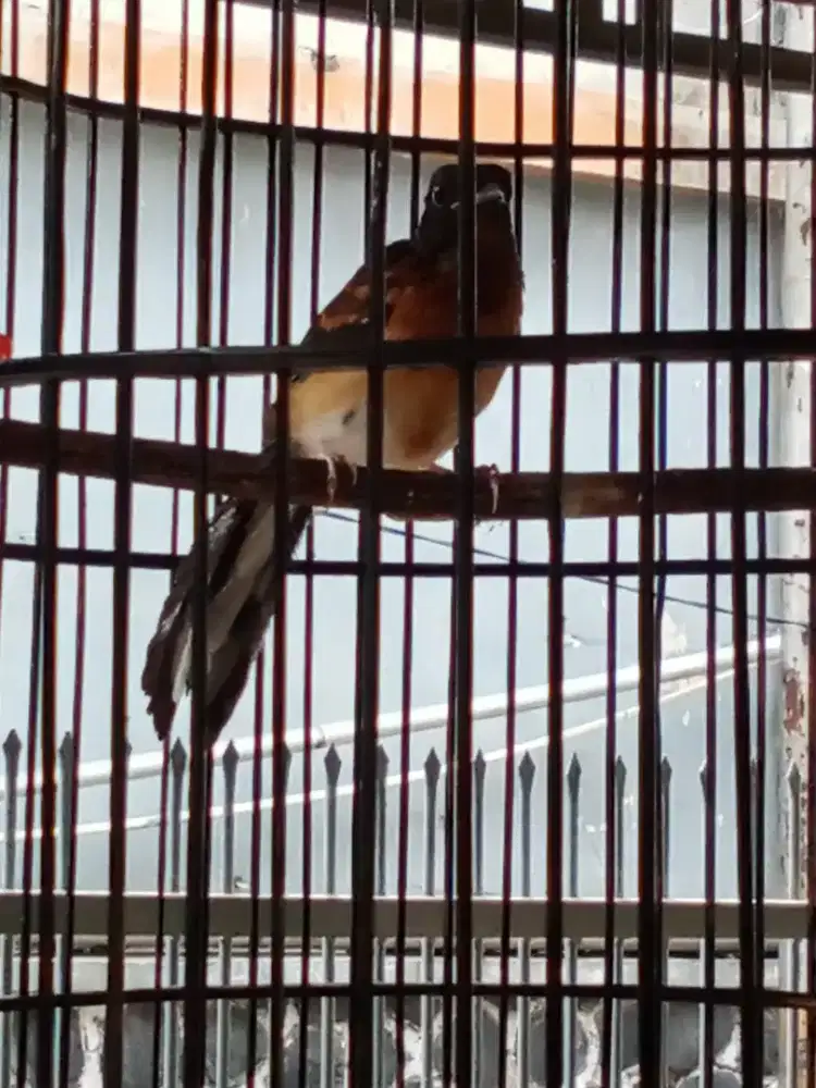 bismillah dijual murai trotolusia 2 bulan kirang jantan