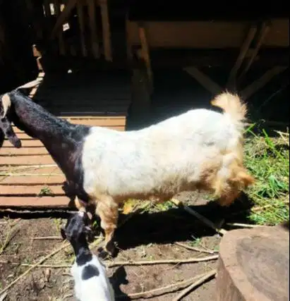 3 ekor kambing betina superan 50kiloUP 3-4 thn siap qurban 2026 majir