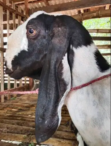 3 ekor kambing betina superan 50kiloUP 3-4 thn siap qurban 2026 majir