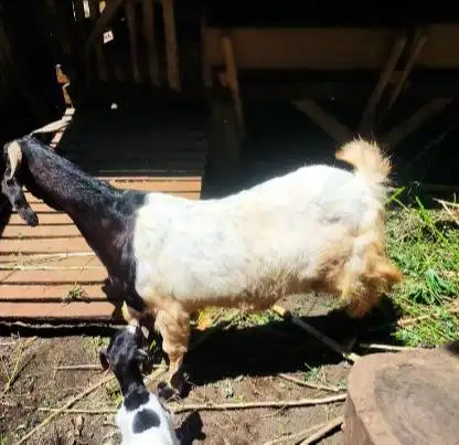 3 ekor kambing betina superan 50kiloUP 3-4 thn siap kurban 2026 majir