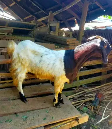 3 ekor kambing betina superan 50kiloUP 3-4 thn siap kurban 2026 majir