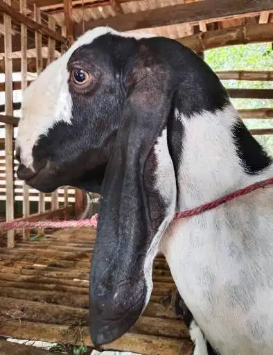 3 ekor kambing betina superan 50kiloUP 3-4 thn siap kurban 2026 afkir