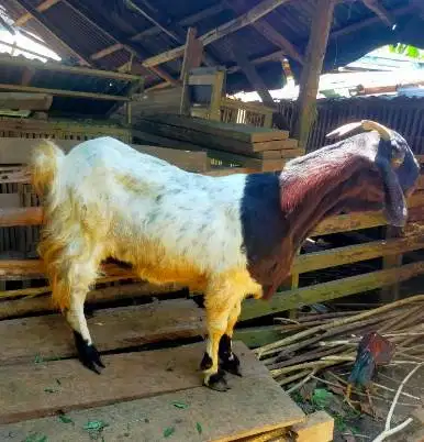 3 ekor kambing betina superan 50kiloUP 3-4 thn siap kurban 2026 afkir