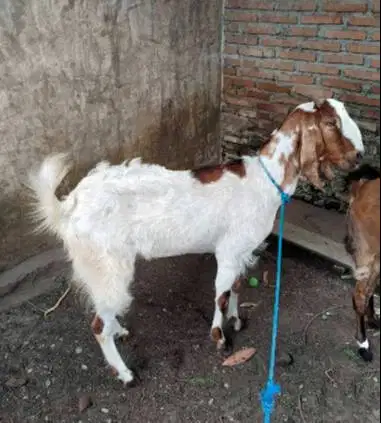 3 ekor kambing betina superan 50kiloUP 3-4 thn siap kurban 2026 manteb