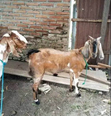 3 ekor kambing betina superan 50kiloUP 3-4 thn siap kurban 2026 manteb