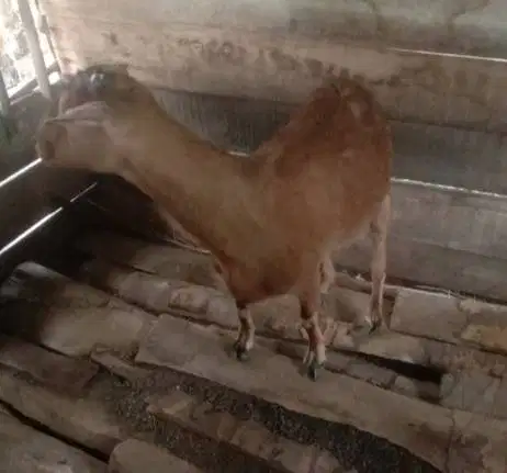 3 ekor kambing betina superan 50kiloUP 3-4 thn siap kurban 2026 manteb