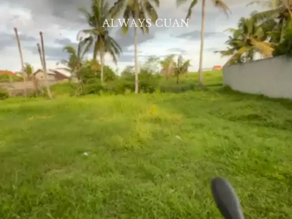 Tanah Datar Siap Bangun Dijual Murah Lokasi Tabanan