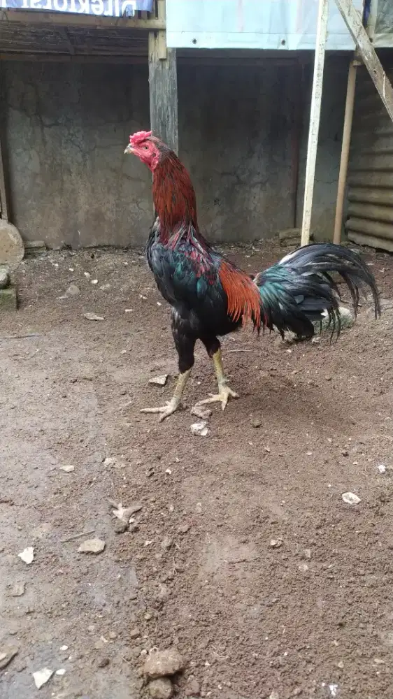 ayam bangkok X birma