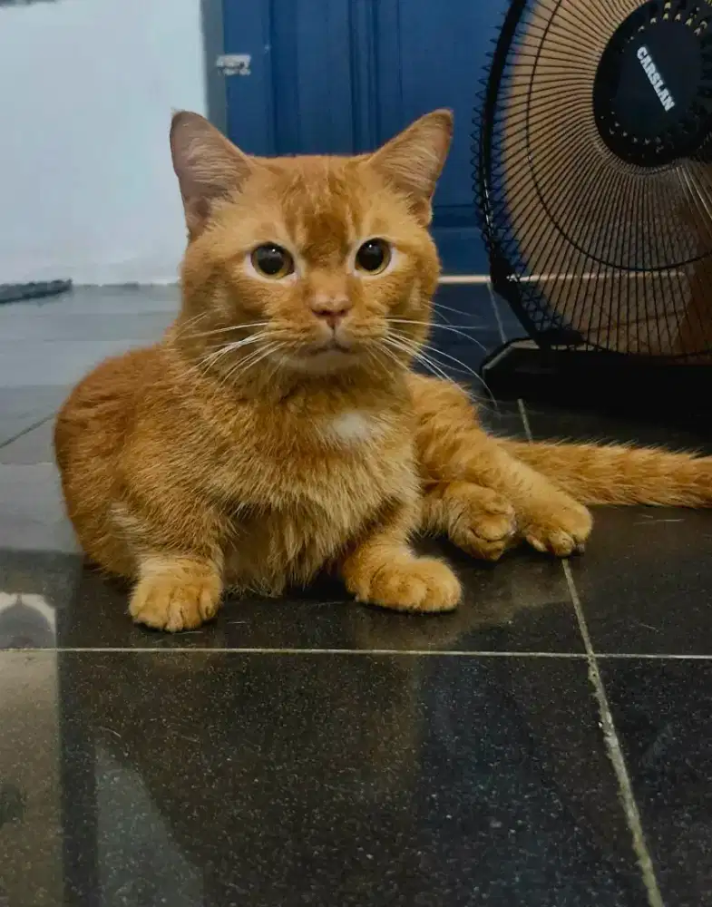 Lepas adopt Kucing Munchkin cat Cebol kaki pendek