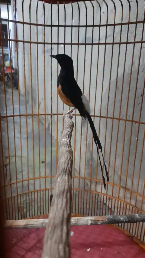 Burung murai batu