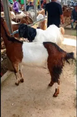 3 ekor kambing betina 50kiloUP 3-4 thn siap kurban 2026 afkir majir ok