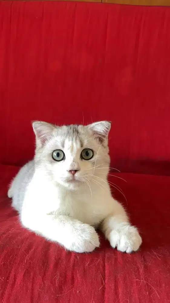 Kucing Scottish fold jantan