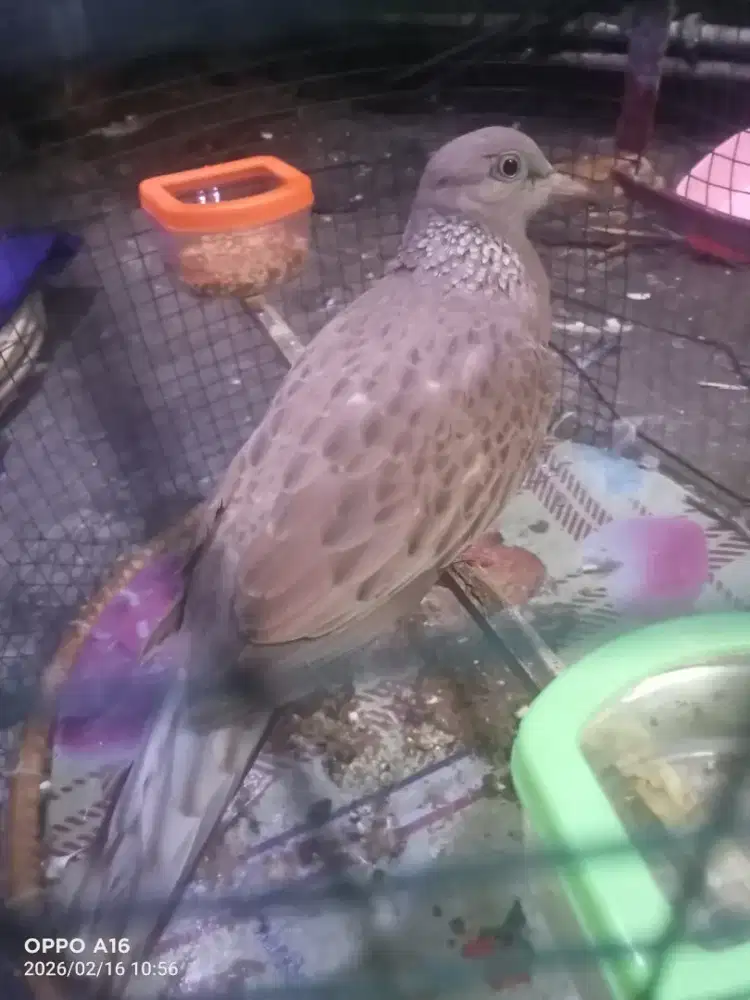 Tekukur kolbuntet non kuk Leo merah