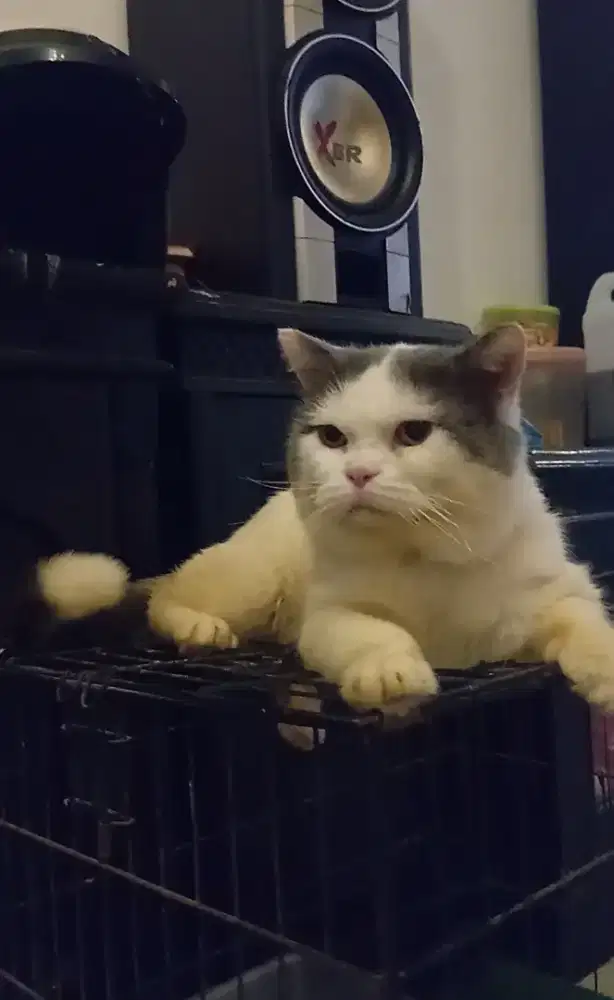 British Shorthair / BSH pure jantan