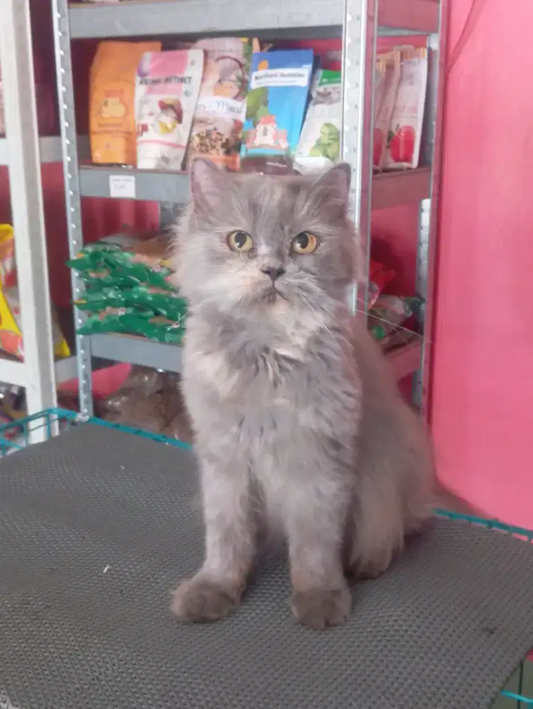 KUCING PERSIA FLATNOSE