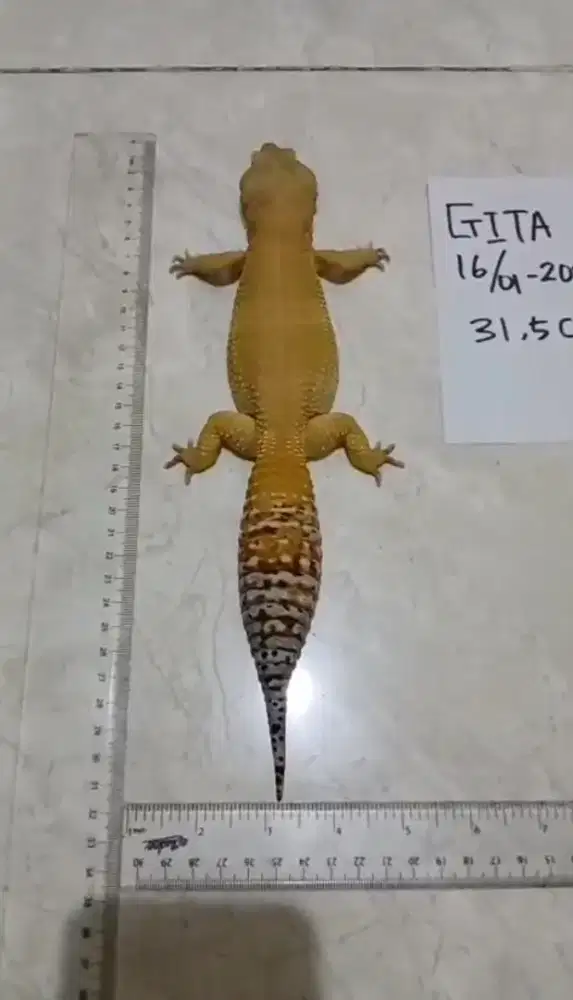 Gecko ukuran 31,5cm