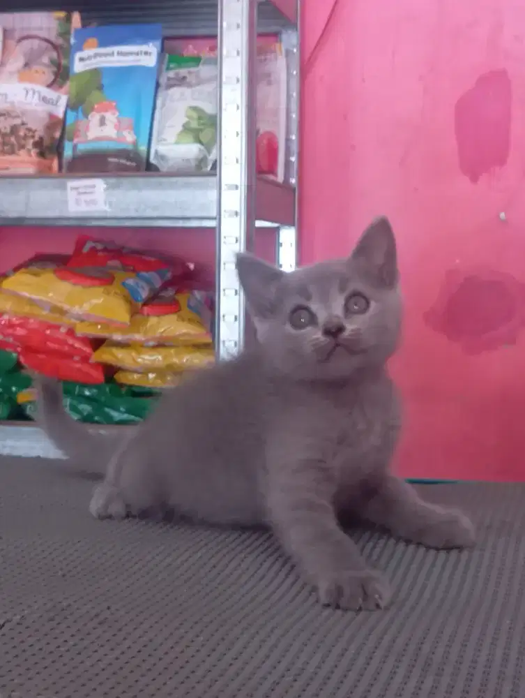 KUCING BSH MIXBREED