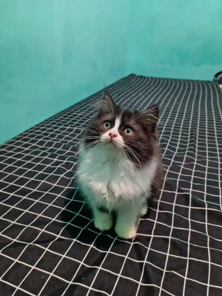 Lepas adopt kitten persia