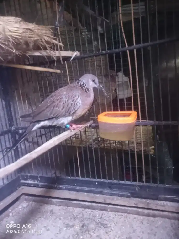 Tekukur usia 4 bulan trah 5x6 kepantau kuk 4kadang 5