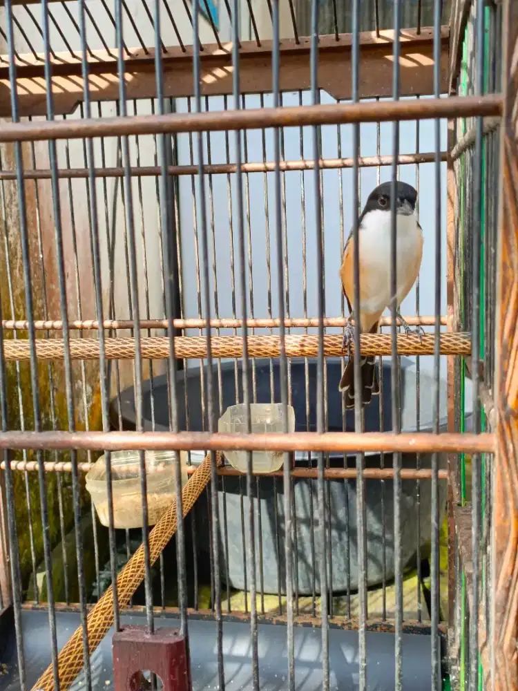 Cendet Jawa Mapan Gacor