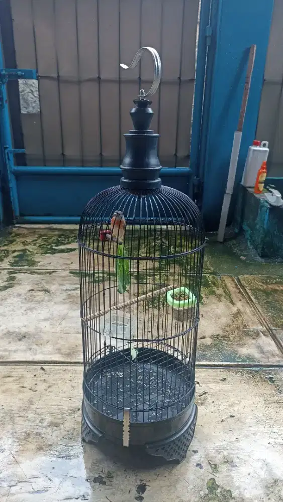 Burung Red Siskin betina dewasa