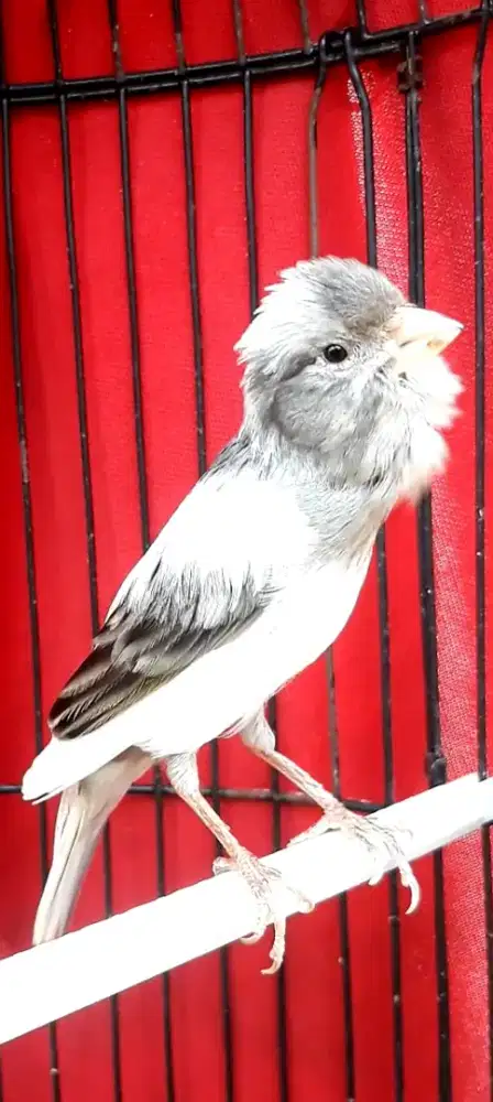 BURUNG KENARI VANDA GACOR NGEREK NYERANG DURANSI PANJANG