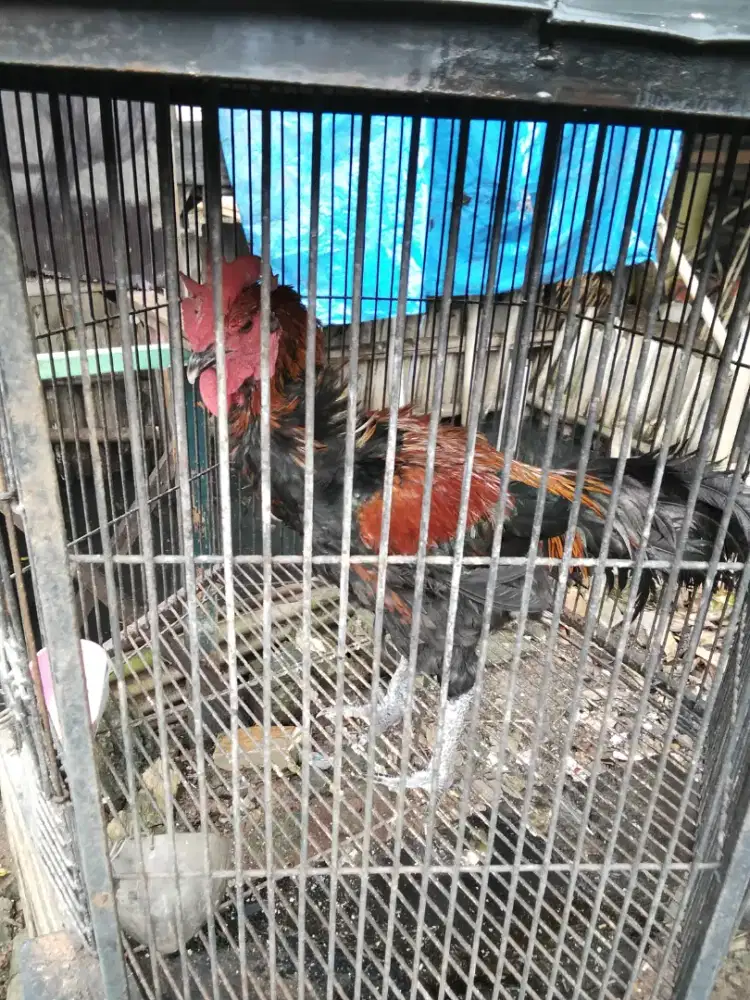 Jual ayam pelung jantan