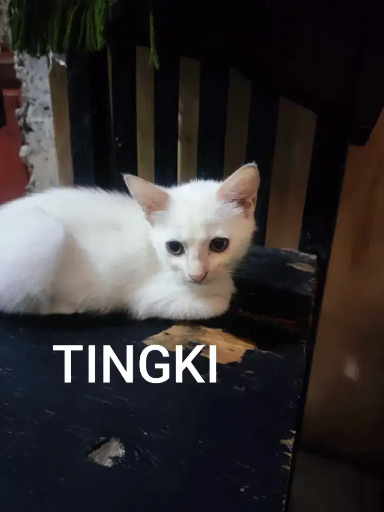 Adopsi Anak kucing Keturunan Anggora