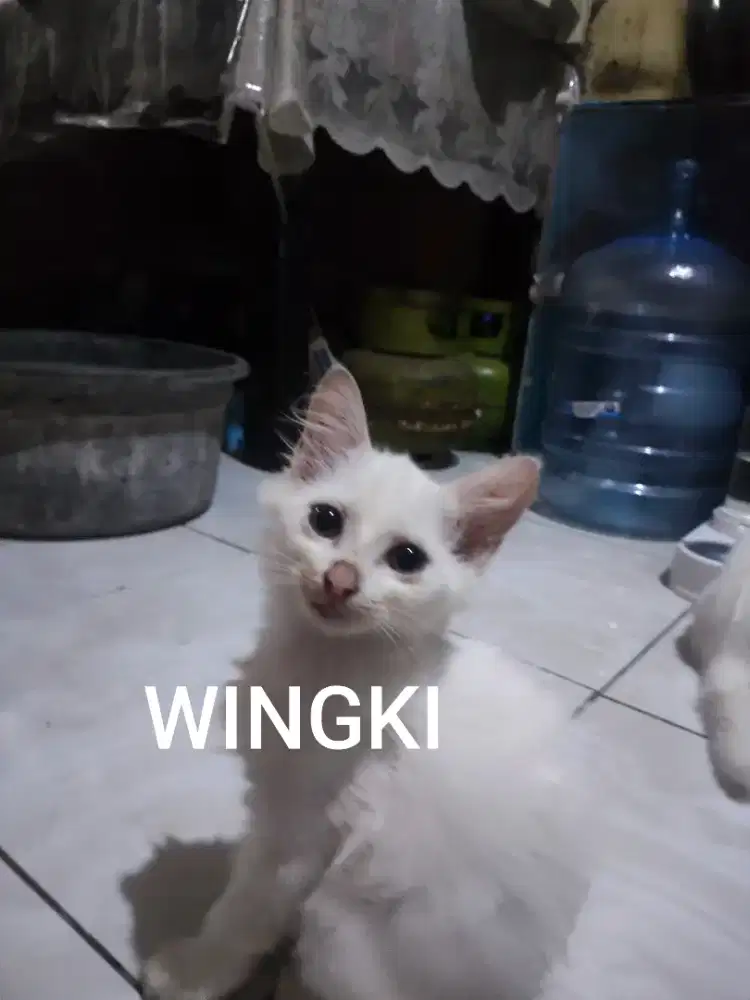 Adopsi Anak kucing BETINA Keturunan Anggora