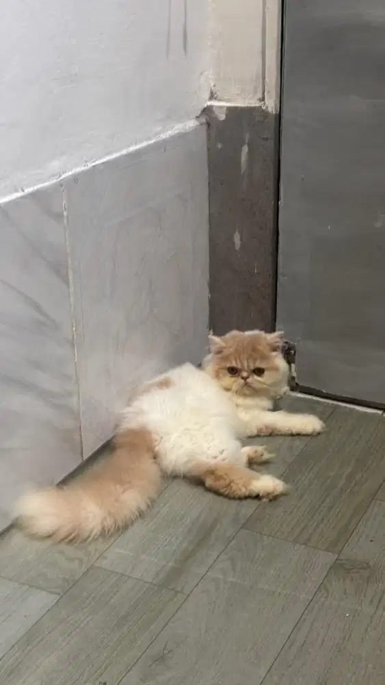 Kitten persian flatnose